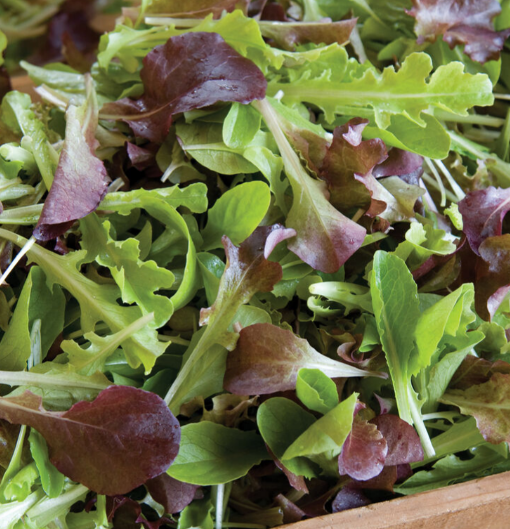 Spring Mix Lettuce