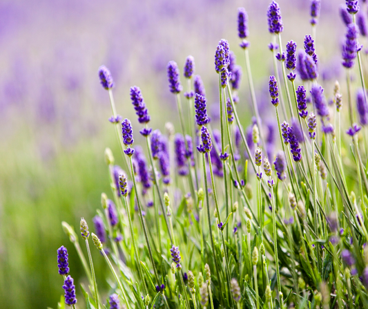 Lavender Bliss Mist 4 oz - Lavender Lori