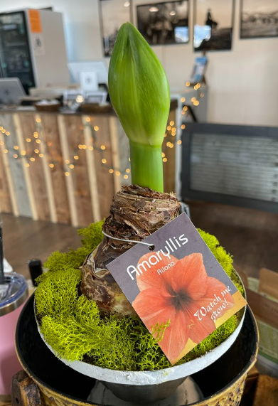 Amaryllis Flowering plant