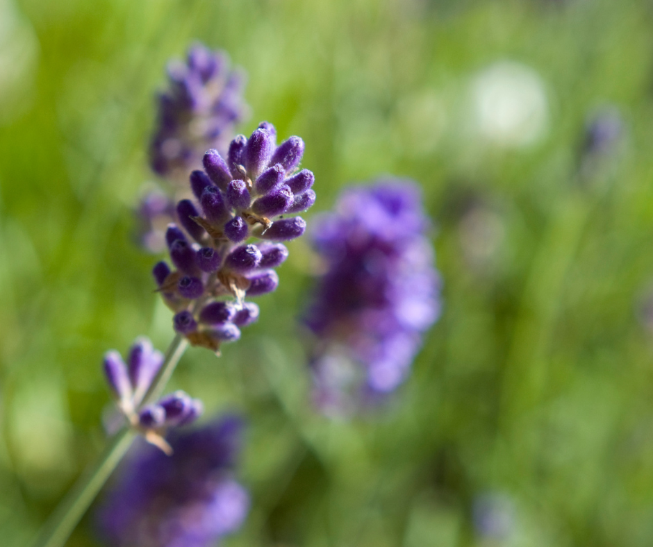 Bulk Lavender Buds - Lavender Lori